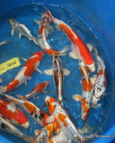 Koi For Sale