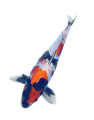 Koi Pond Fish